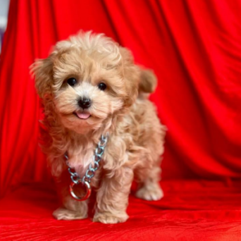 Maltipoo